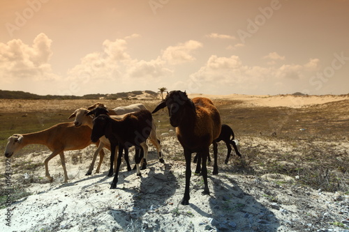 desert goats