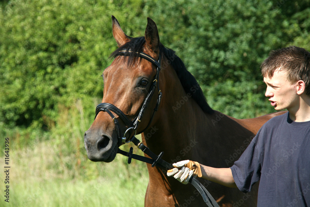 Obraz premium Reitpferd