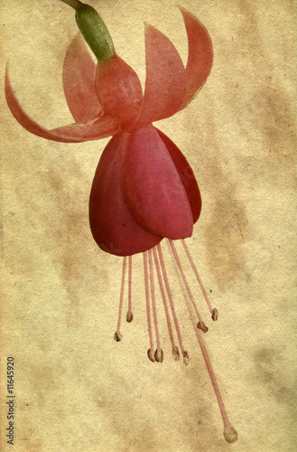 Grunge fuchsia