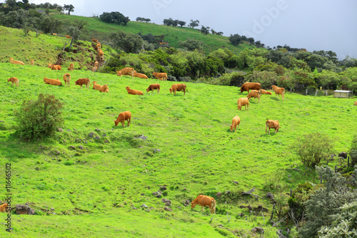 vaches limousines au pâturage photo