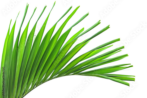 feuillage de palmier-multipliant sur un fond blanc