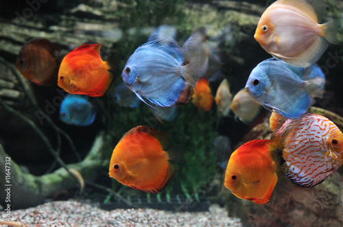 colorful tropical Symphysodon discus fish