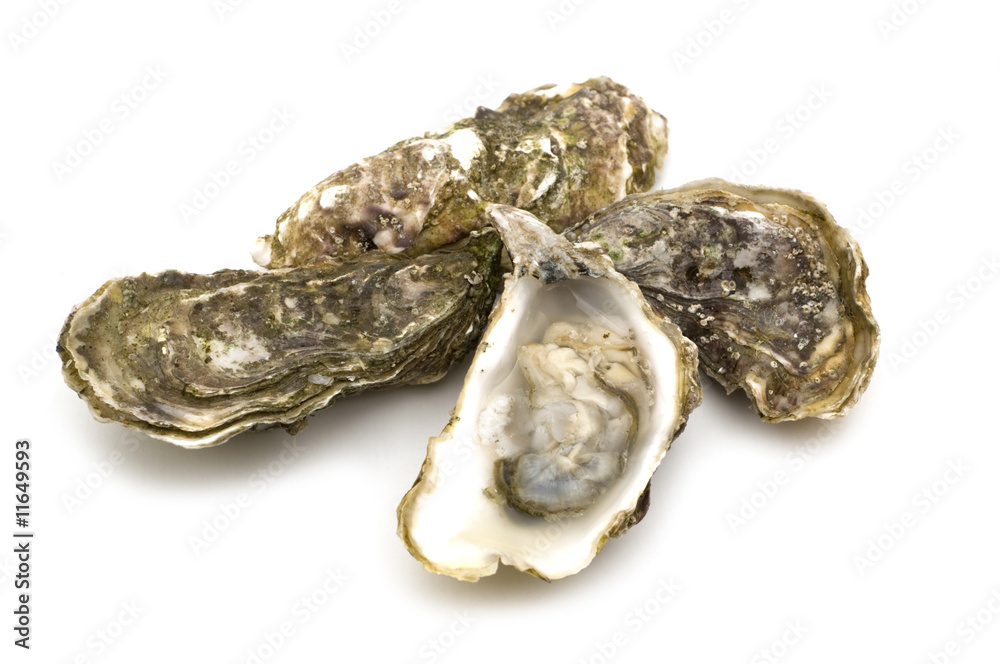 opened oysters on white background opened oysters on white background