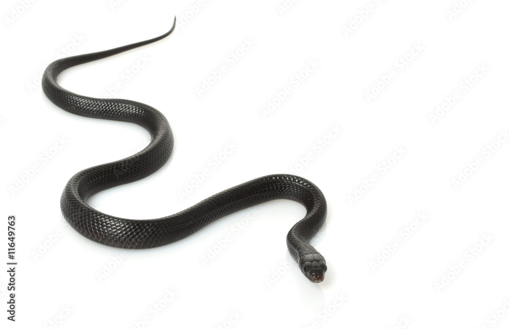 Obraz premium Eastern Indigo Snake