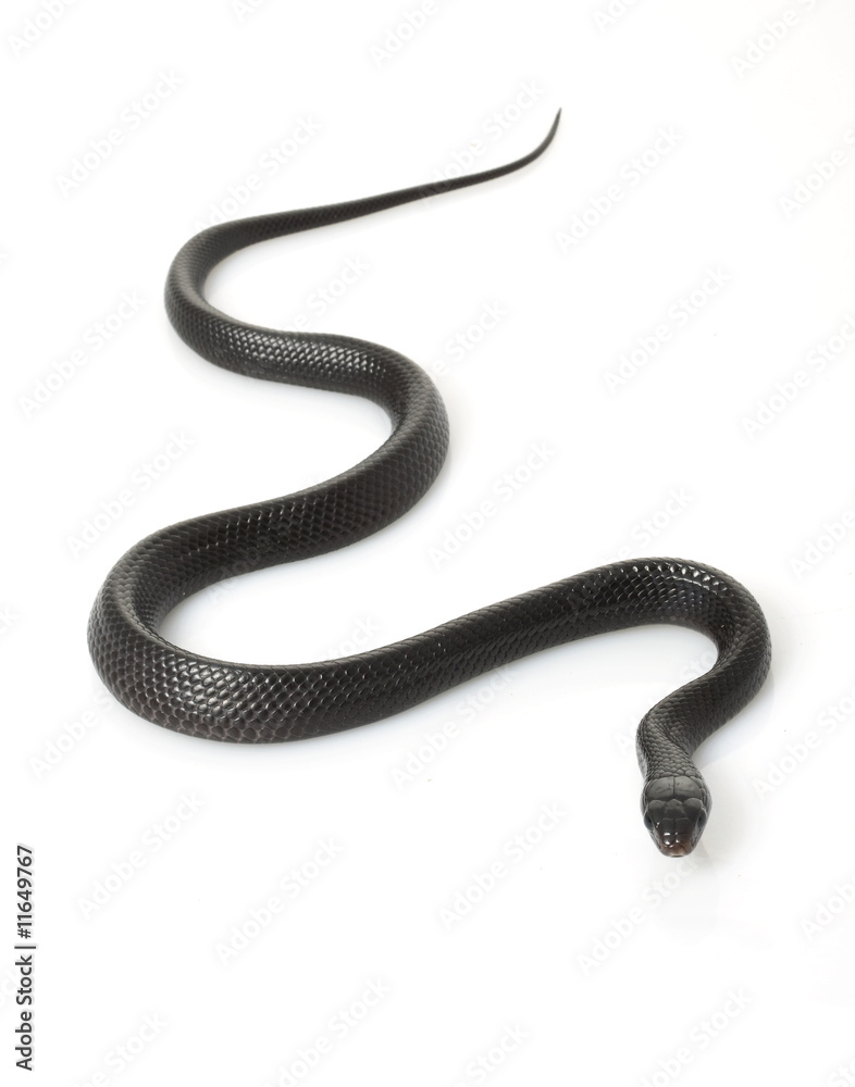 Fototapeta premium Eastern Indigo Snake