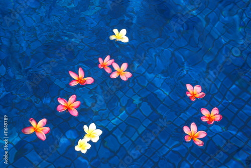 fleurs de frangipanier dans piscine bleue