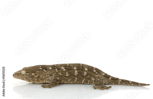 New Caledonian Giant Gecko