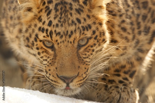 Panthère, Panthera pardus