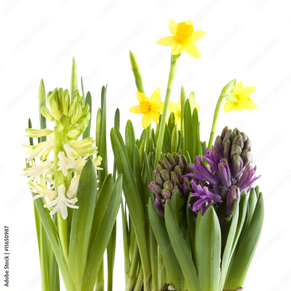 spring flowers spring flowers