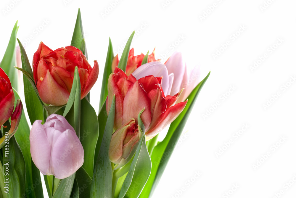 Tulips Tulips