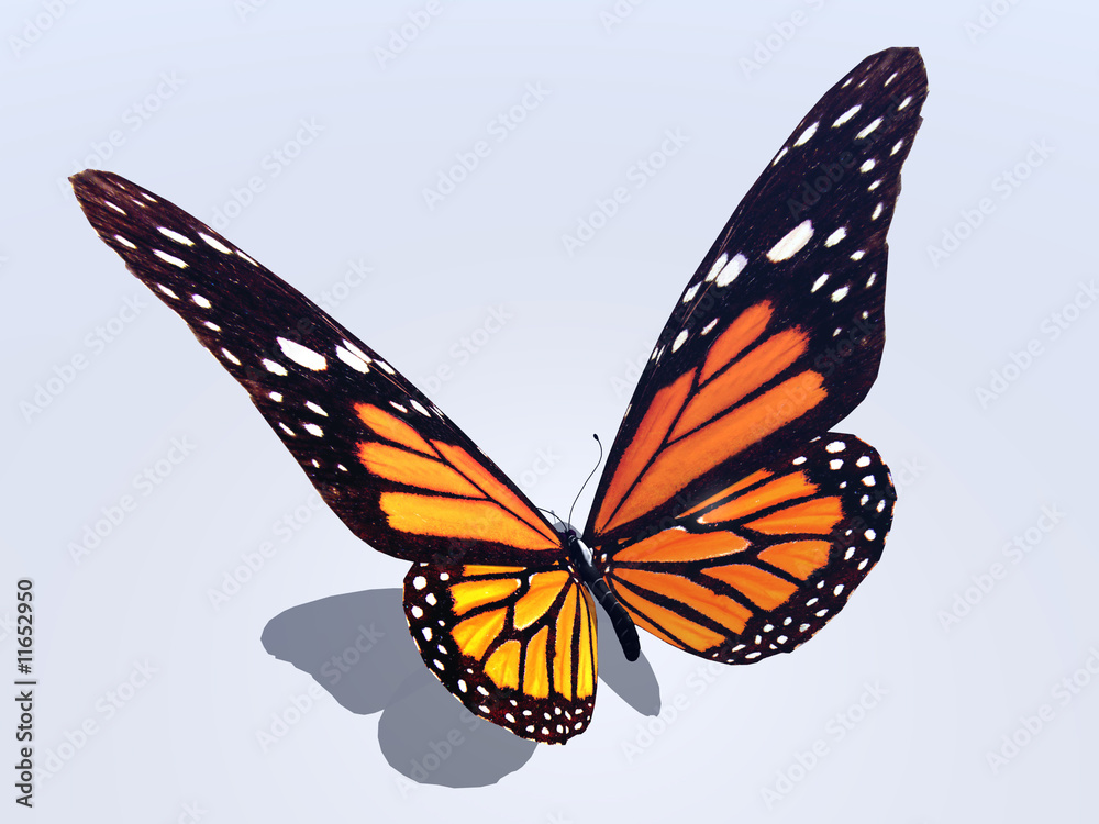 Obraz premium Butterfly
