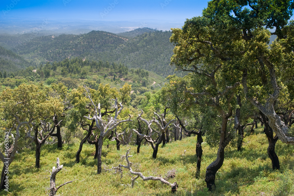 Obraz premium Scenic View Of Monchique Mountains - Portugal