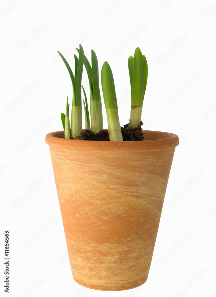 Plant Plant