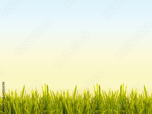 Solar meadow with a green juicy grass.