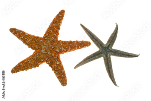 star-fish