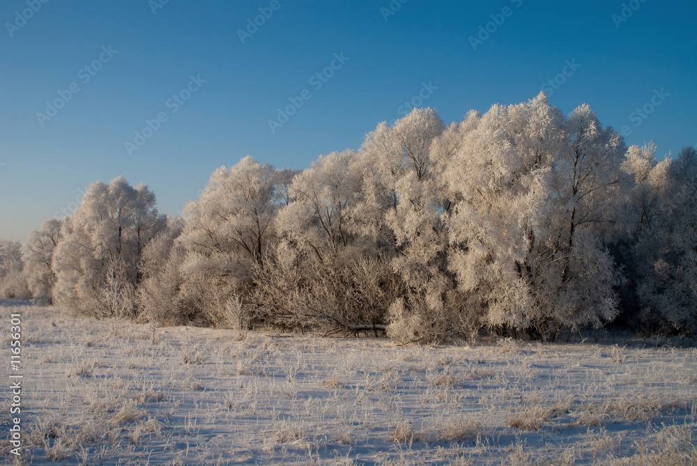 Rimy trees in sunny cold winter day
