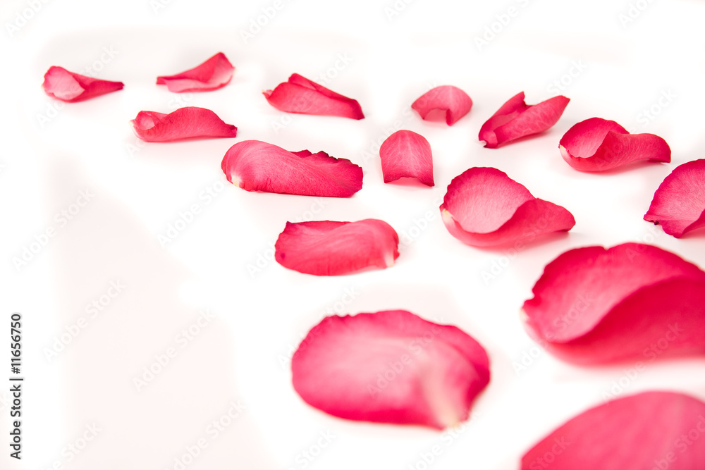 Fototapeta premium rose petals on on white background