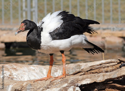 Black and white bird