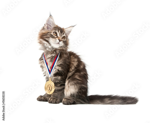 small kitten with gold medal