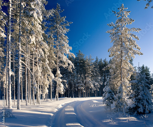 Solar winter landscape in a coniferous wood