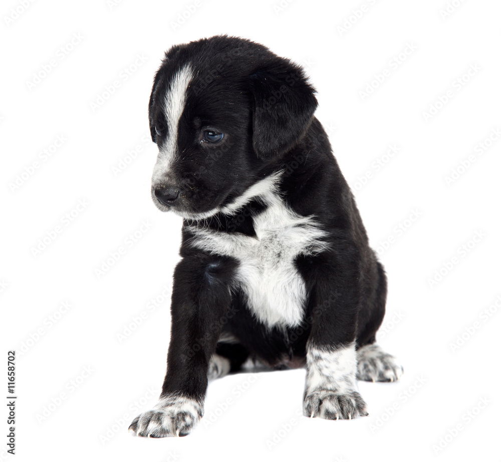 Seated puppy dog Seated puppy dog