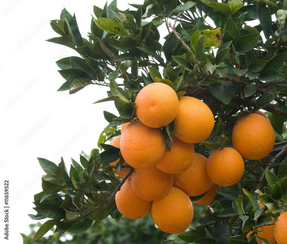 Branches with ripe oranges