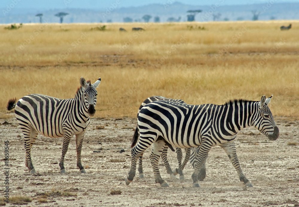 Obraz premium Zebras, Kenia wildlife