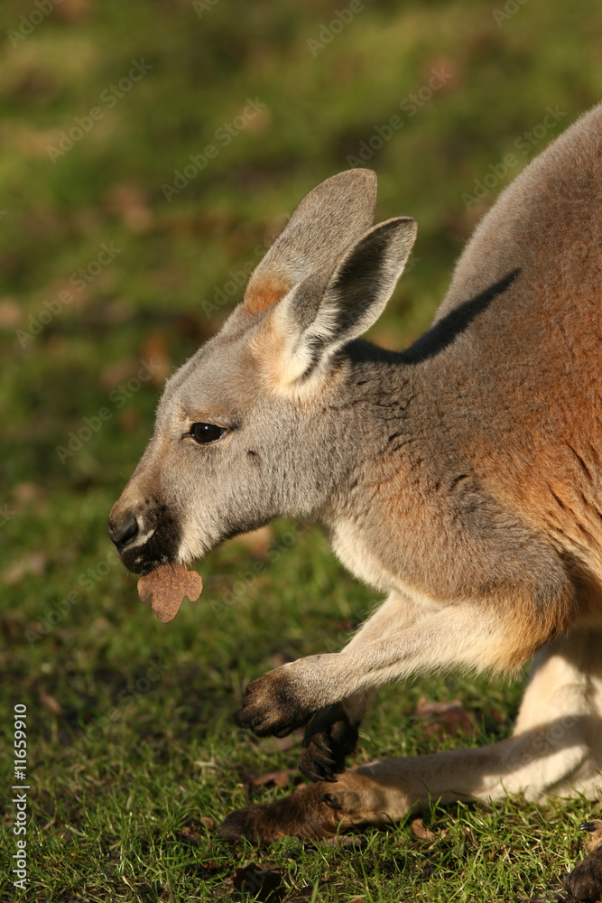 Kangaroo Kangaroo