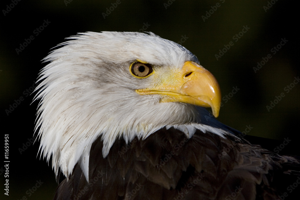 Obraz premium Weisskopfseeadler