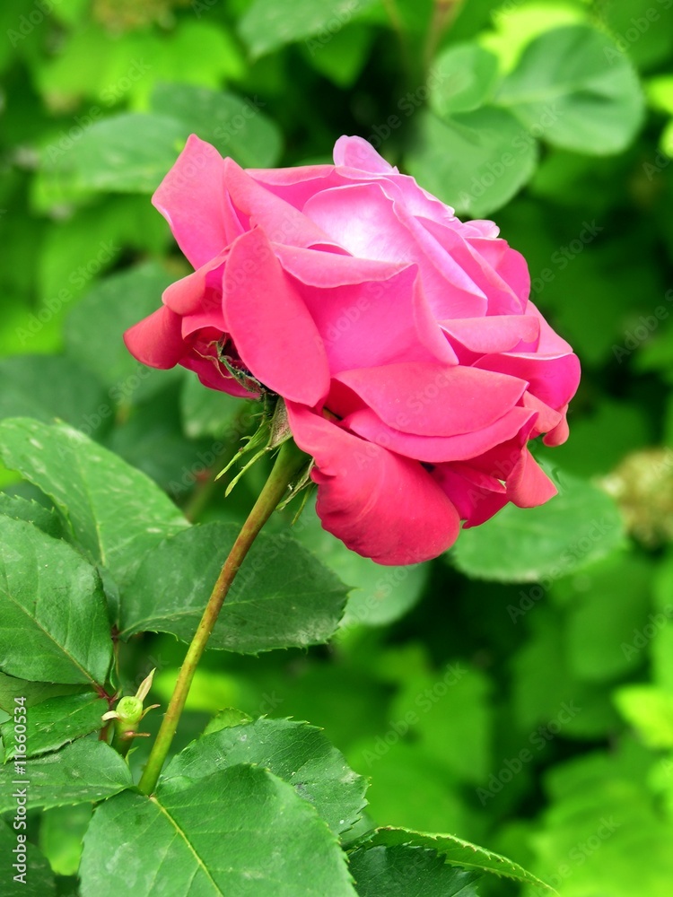 pretty amaranthine colour rose
