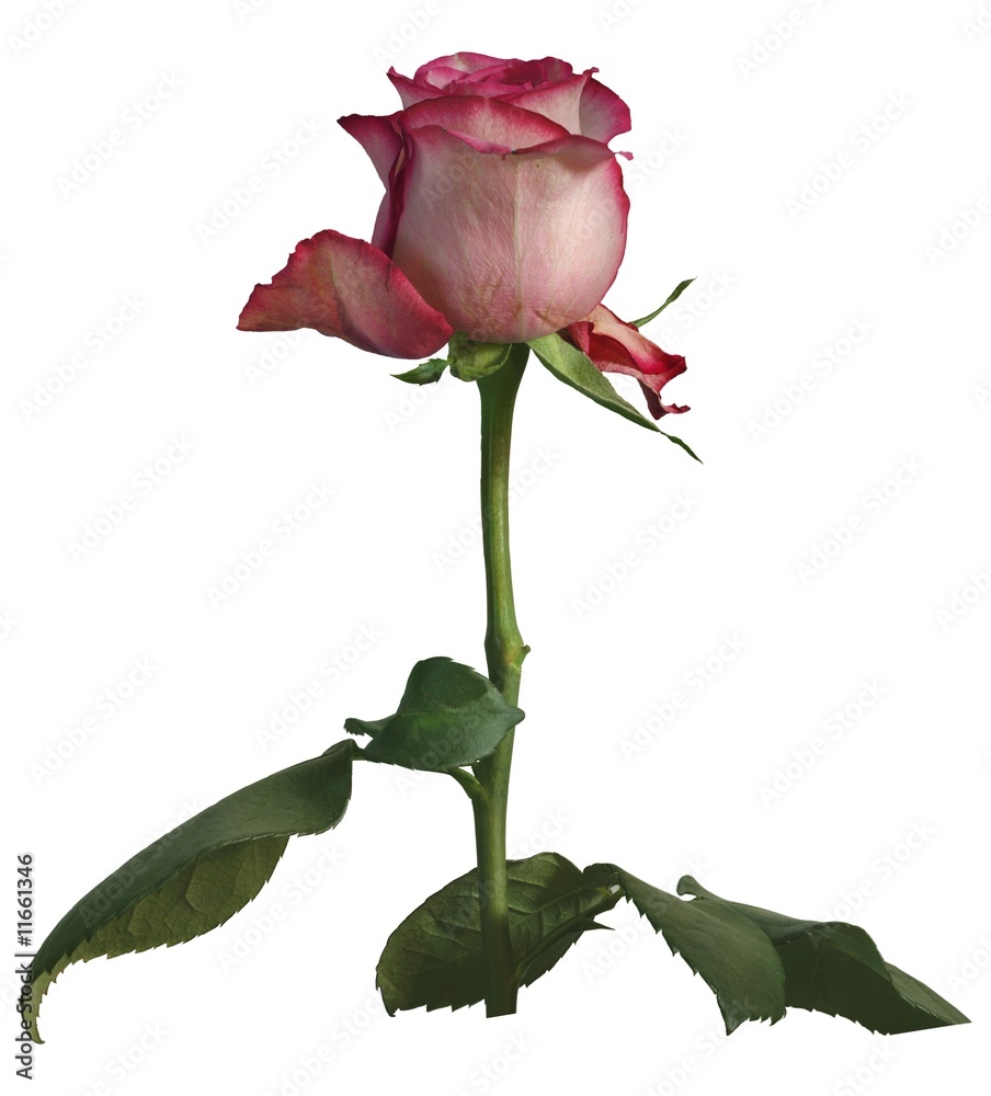 Fototapeta premium Rose Rosee