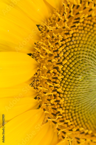 sunflower macro details