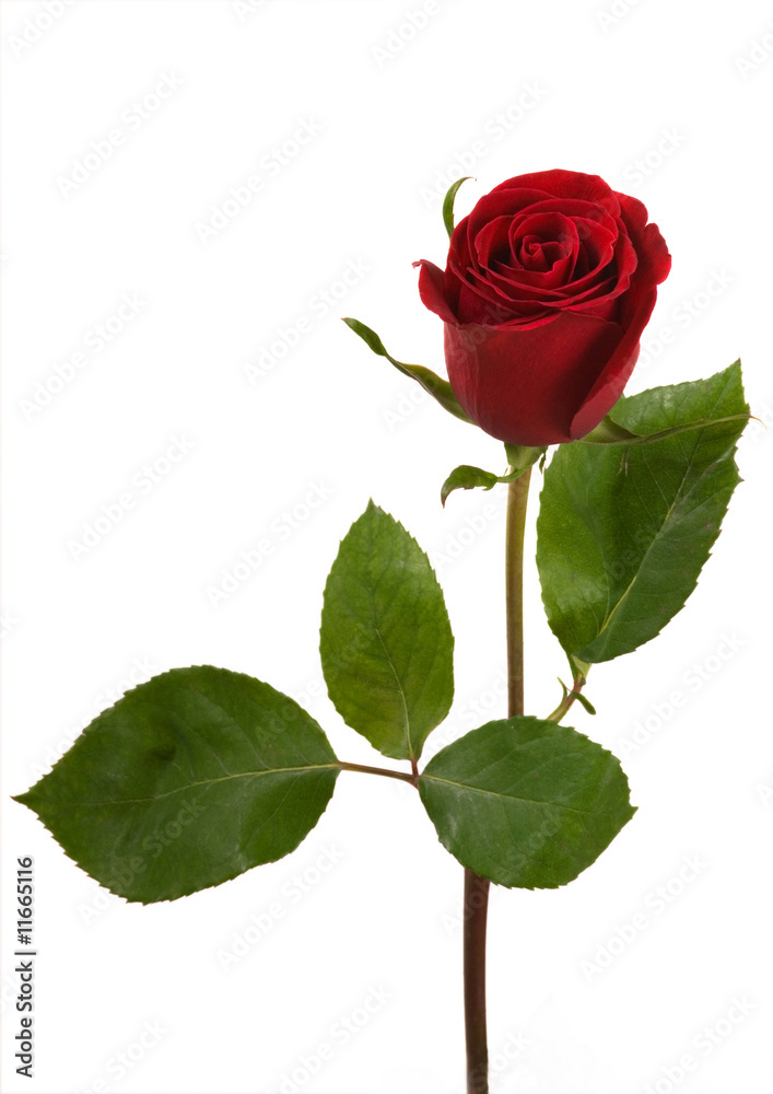 Naklejka premium Red rose