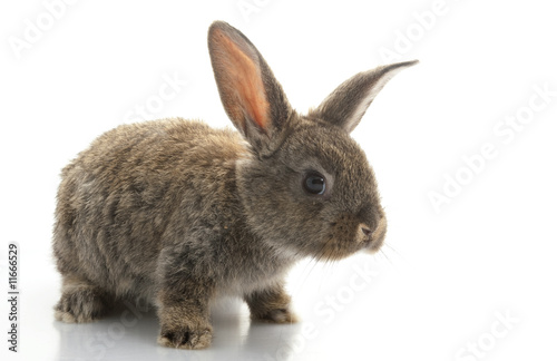 Grey Rabbit