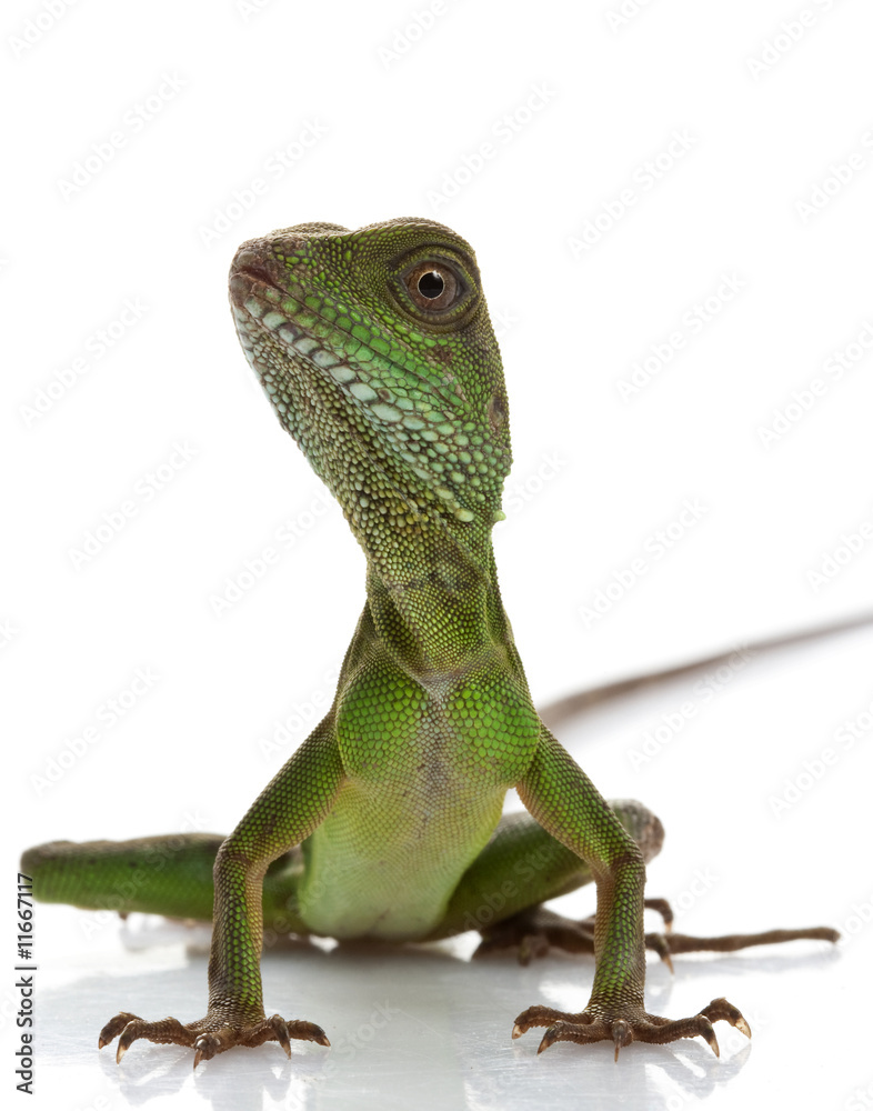 Fototapeta premium Baby Chinese Water Dragon