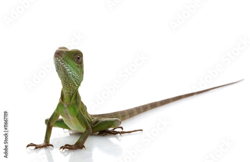 Baby Chinese Water Dragon