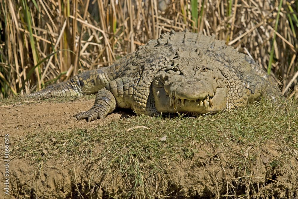 Fototapeta premium Crocodile