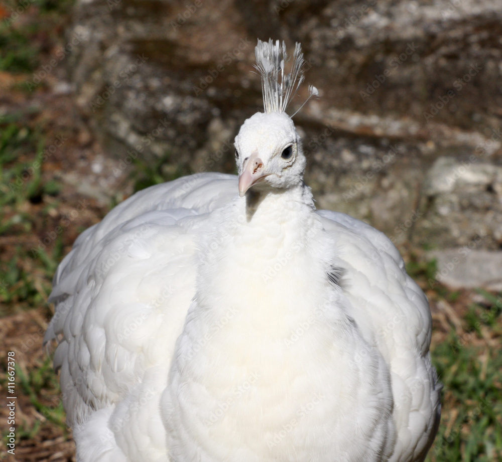 White Peacock White Peacock