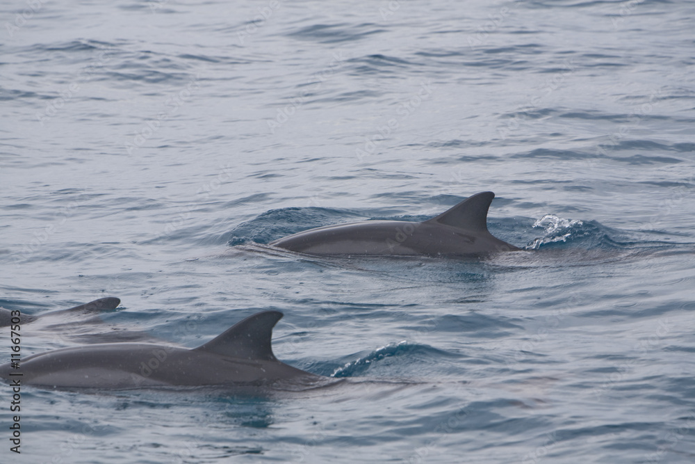 Fototapeta premium Pair of Pacific Spinner Dolphins 2