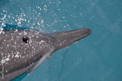 Spinner Dolphin Takes a Breath 2