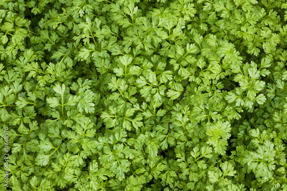 Obraz premium Green Nature Background