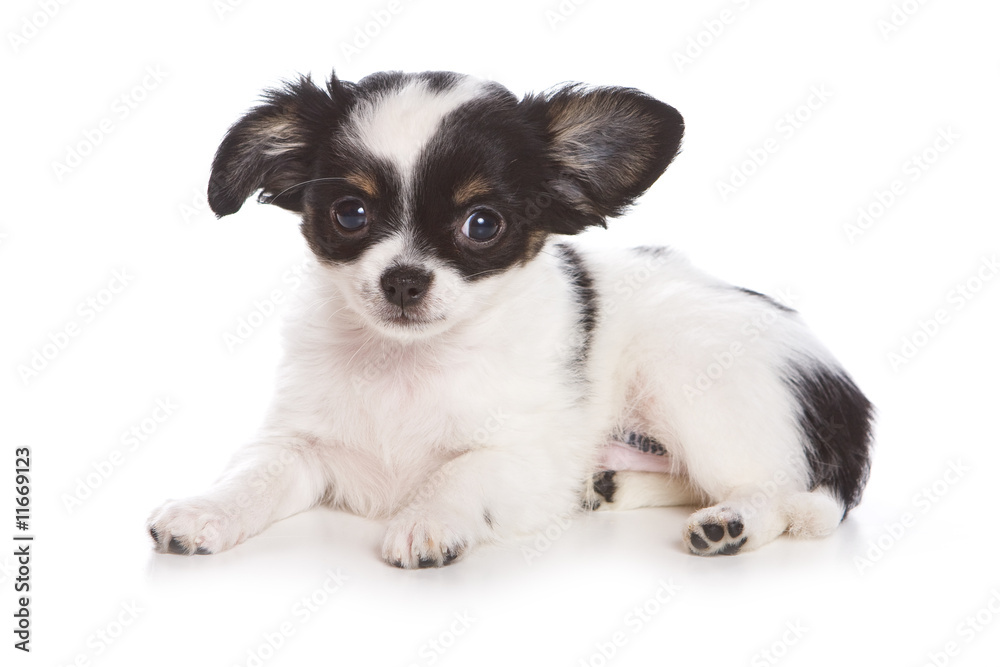Chihuahua puppy on white background Chihuahua puppy on white background