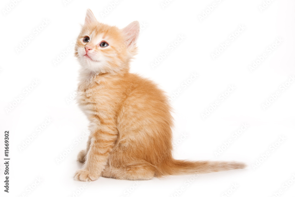 Obraz premium Small kitten on white background