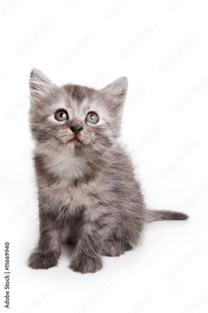 Small kitten on white background