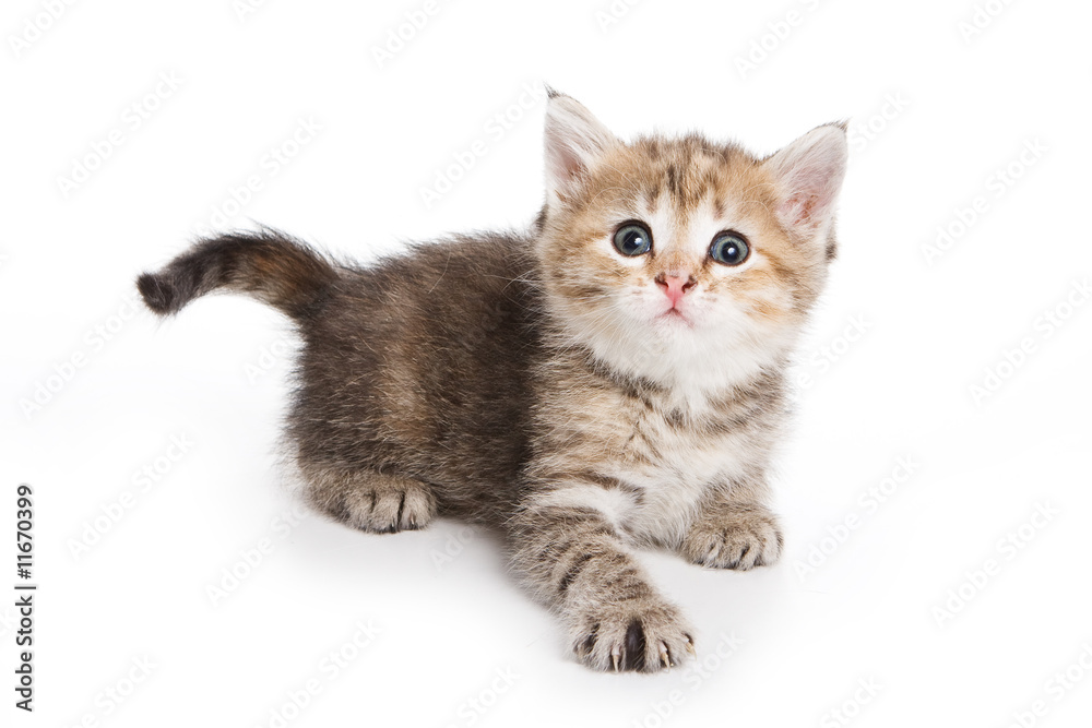 Small kitten on white background Small kitten on white background
