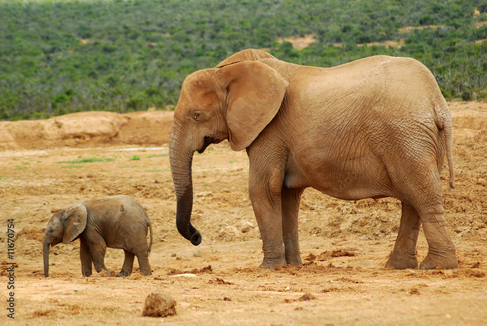 Elefant mit Baby
