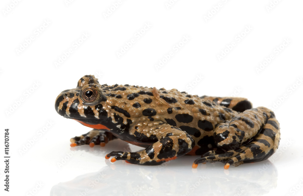 Brown Fire-bellied Toad Brown Fire-bellied Toad