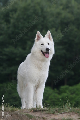 Beau Berger Blanc adulte