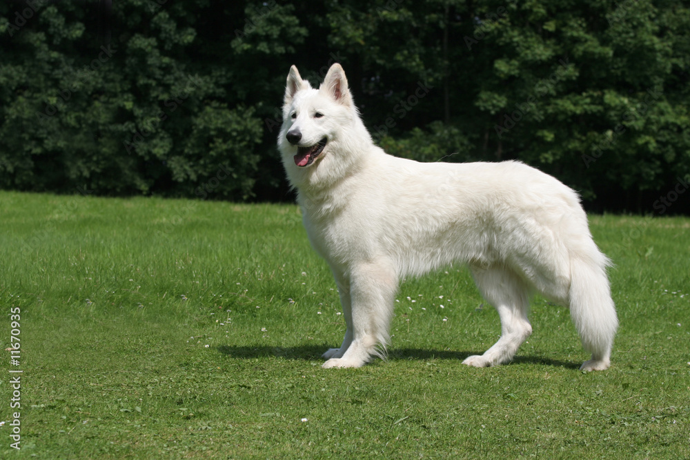 Berger Blanc Suisse de profil dans un parc Berger Blanc Suisse de profil dans un parc
