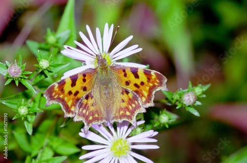 Beautefull butterflies of Russia: Polygonia c-album 1 photo